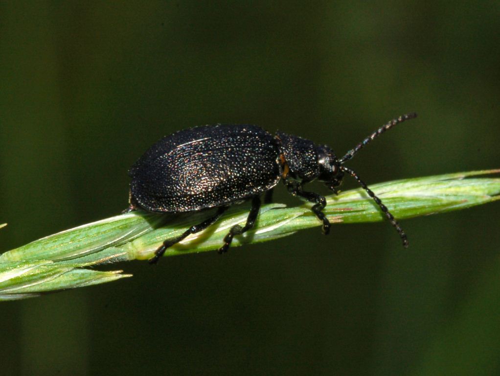 Un coleottero tutto nero in attesa di nome